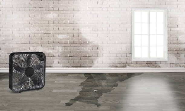 Best Basement water damage restoration  in Roxana, IL